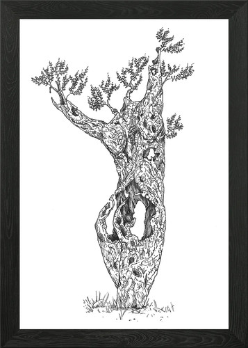 Ancient olive tree - ancient, framed